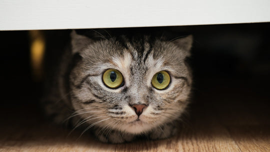 猫が地震を怖がってパニックに！今すぐできる対処法と日頃の備え