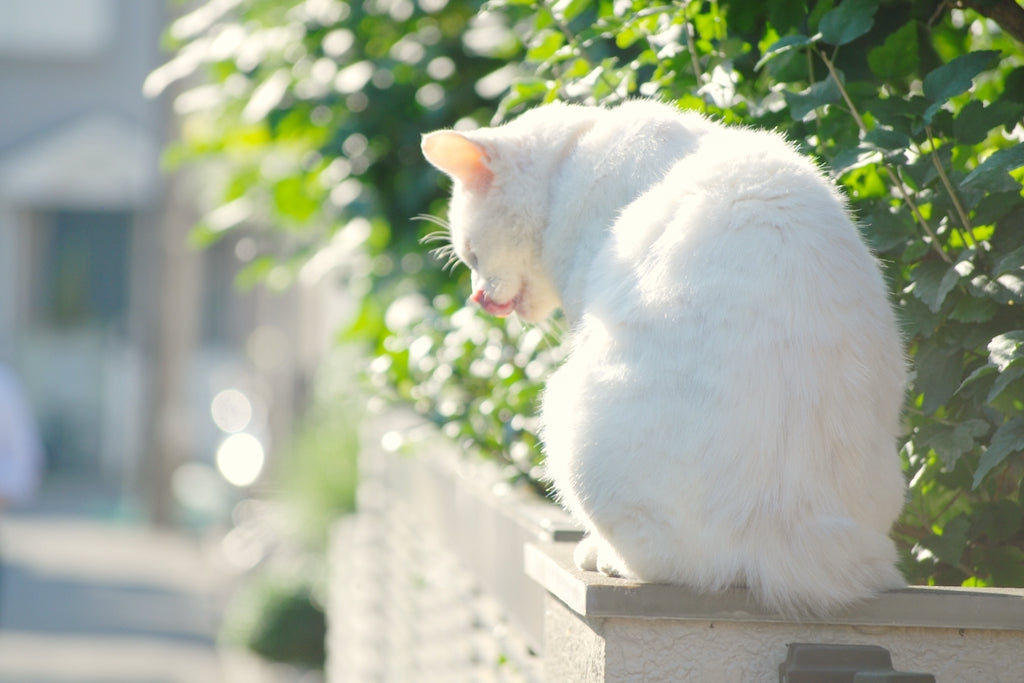 猫首輪にはお名前シールを貼ろう！もしもに備えた飼い猫のしるし