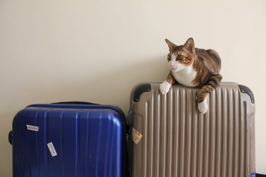 愛猫との旅行！準備すべき持ち物とは！？