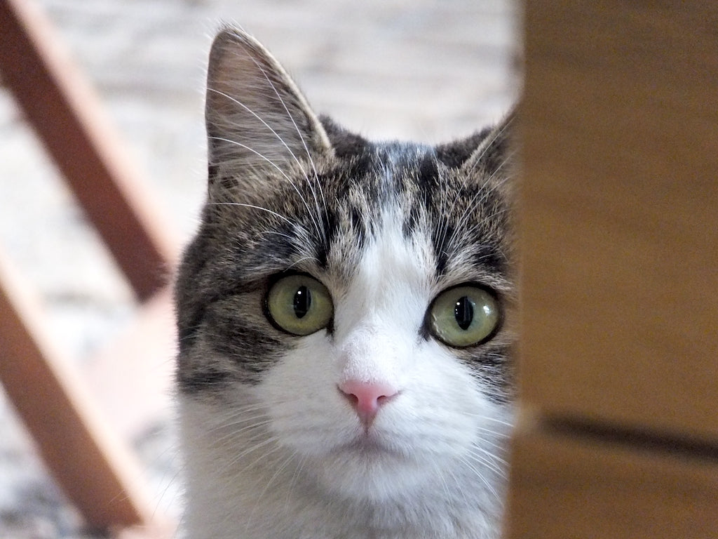 迷子猫の探し方・完全ガイド　脱走した猫を高確率で見つけるために