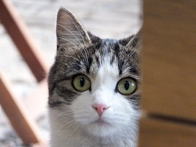 迷子猫の探し方・完全ガイド　脱走した猫を高確率で見つけるために