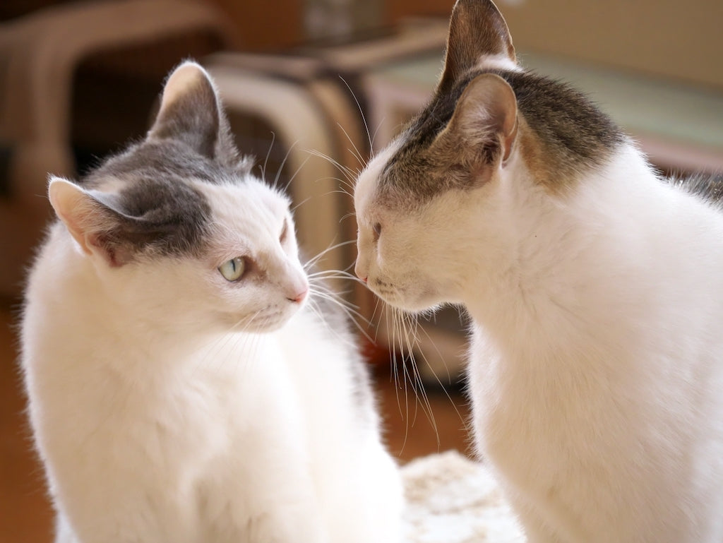 猫同士が仲良くできない！猫の喧嘩の原因と対処法を解説
