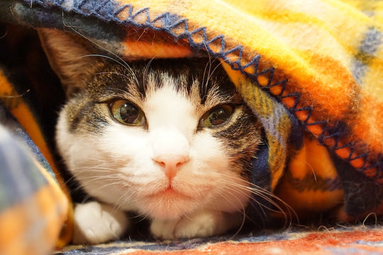 猫の寒さ対策とは？冬の猫の暮らし方を解説