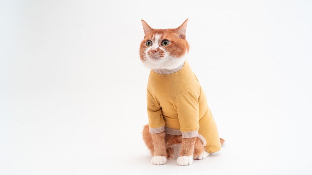 猫にロンパースが必要な理由とおすすめ猫服のご紹介