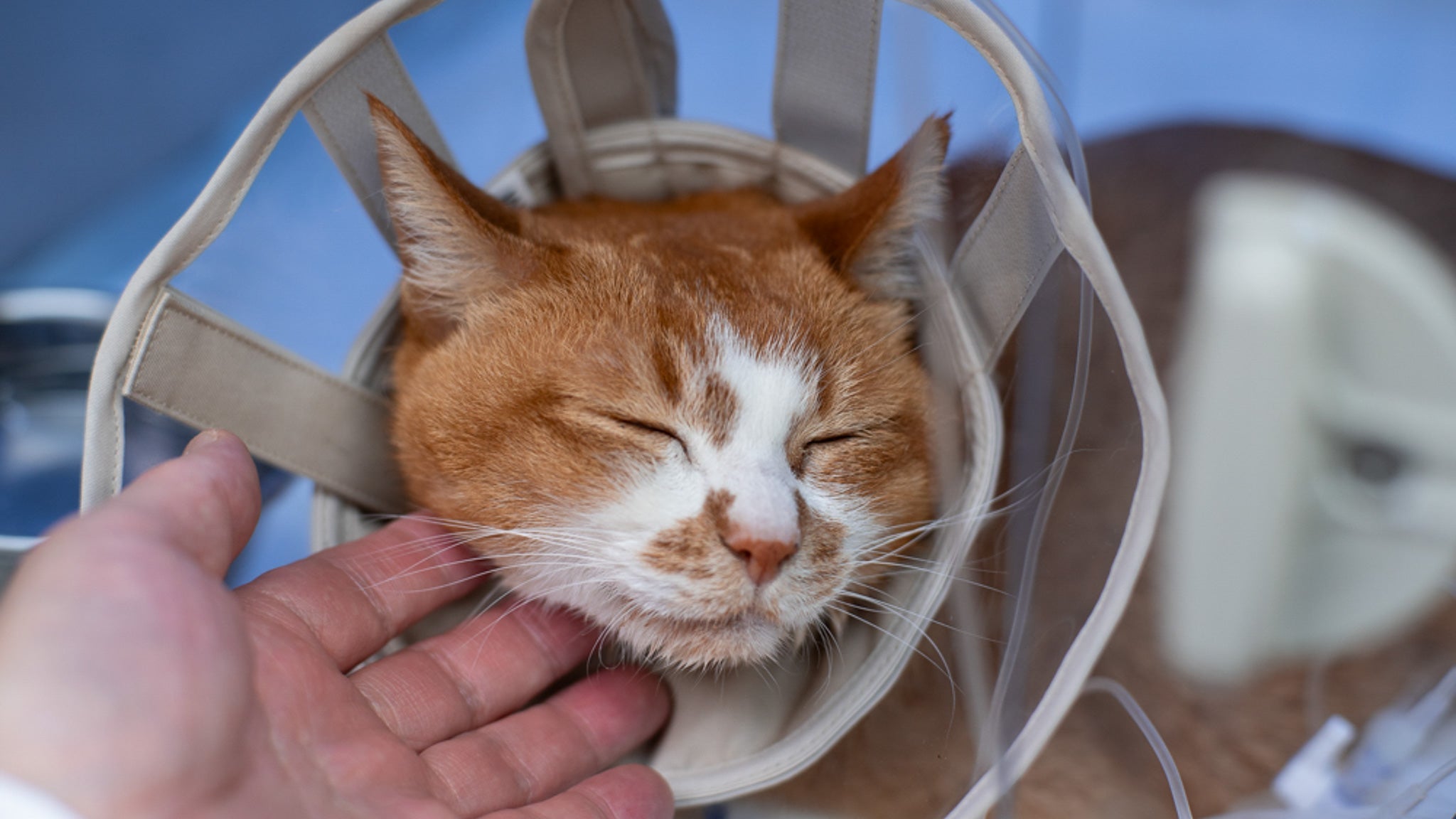 【お知らせ】モデル猫ちゃーちゃんの休養について
