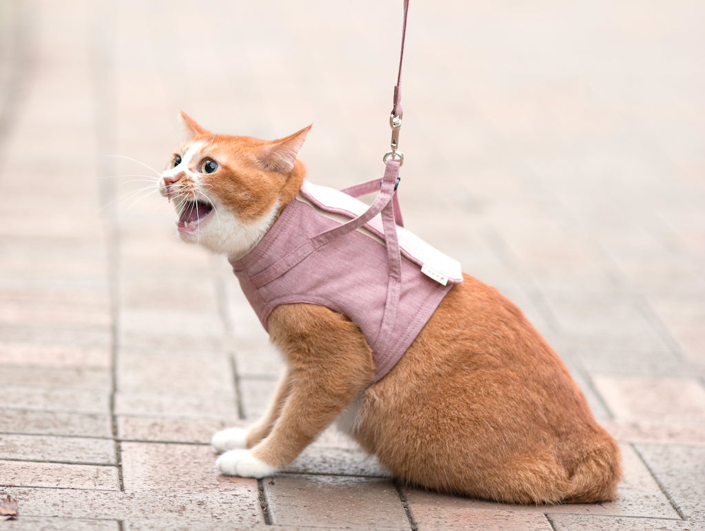 【新商品】猫用ハーネスとお揃い素材の猫首輪ができました！