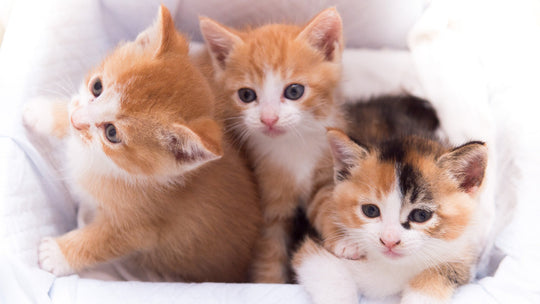 【獣医師執筆】子猫の首輪デビューはいつから？安全な選び方と注意点を徹底解説
