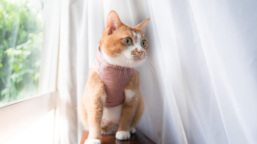 猫のハーネスの着け方やサイズ選びのコツを詳しく解説