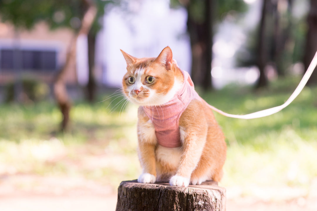 猫のハーネスの抜けない付け方と種類とは