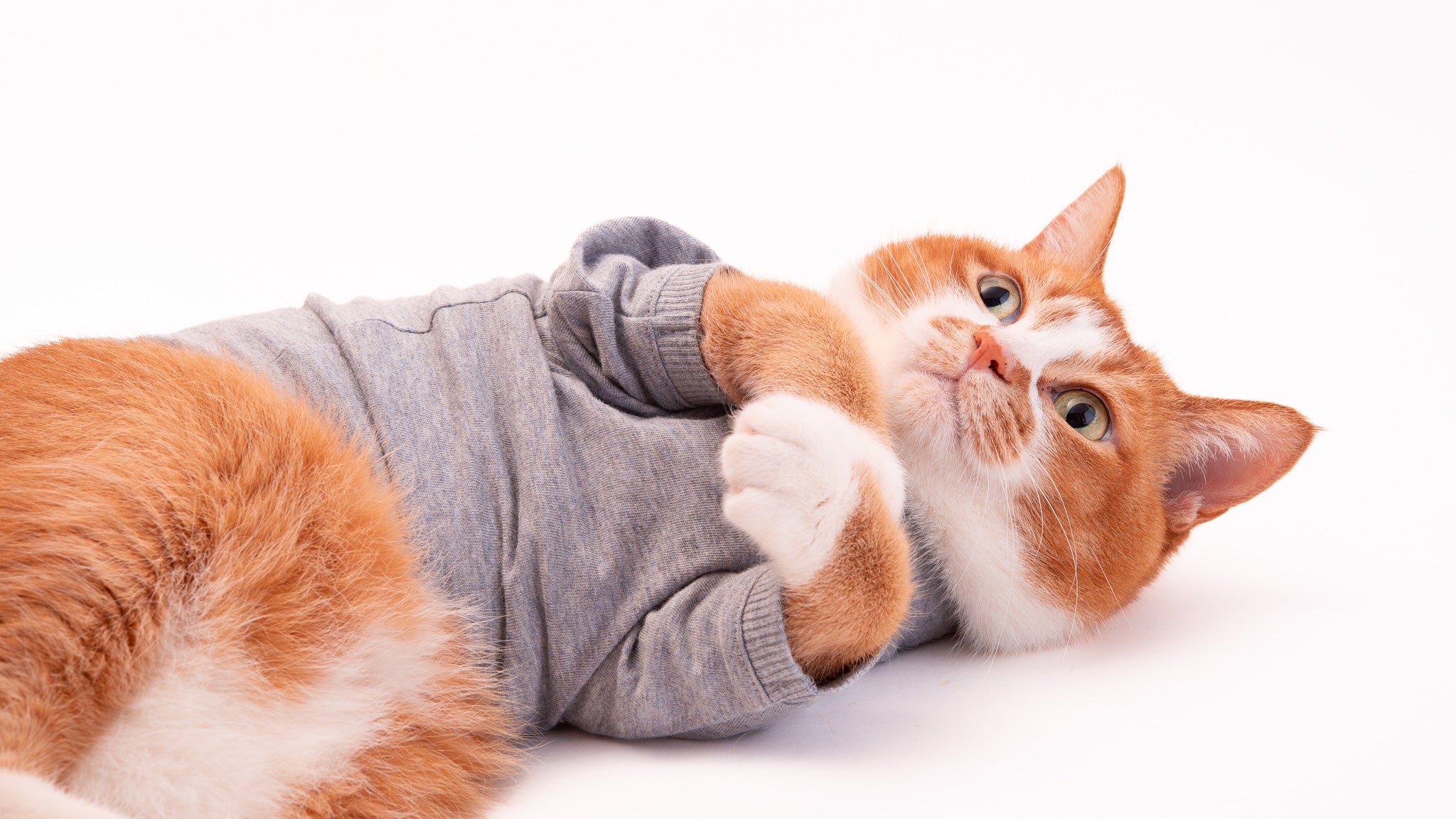 【新商品】オーガニックコットンの長袖の猫服ができました。