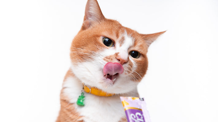 猫はどんな味覚を好むのか？酸味が嫌いって本当？獣医師が詳しく解説