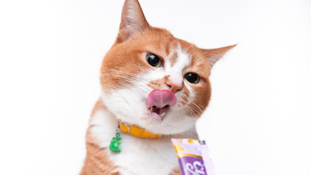 猫はどんな味覚を好むのか？酸味が嫌いって本当？獣医師が詳しく解説