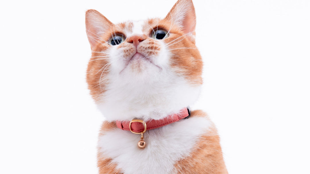 ストレスフリーな猫首輪を選ぼう！3つの大切なこと