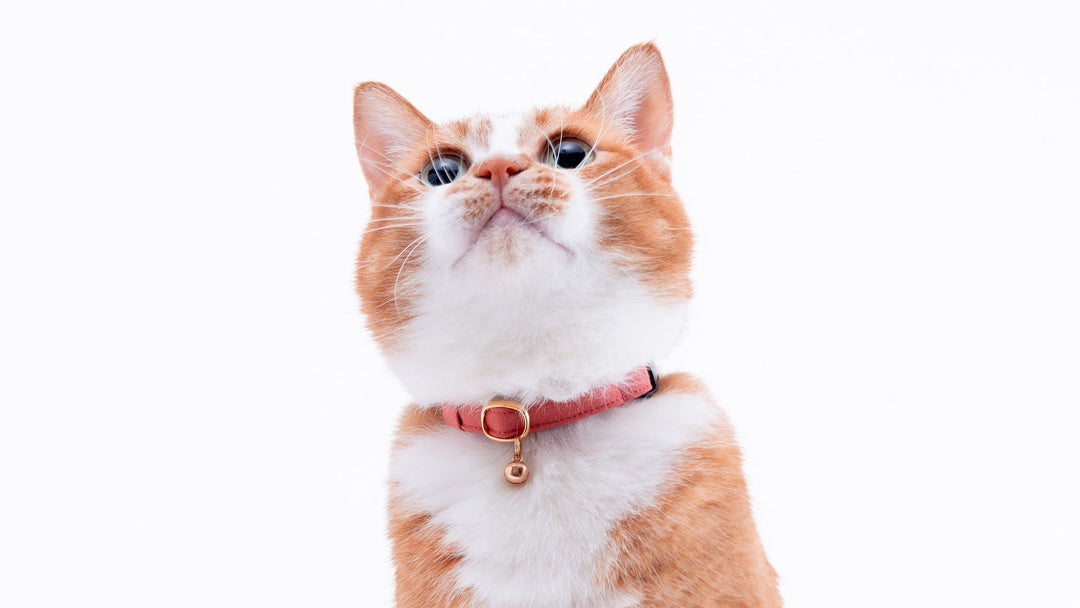 猫首輪に鈴を付けるメリットとデメリットとは？