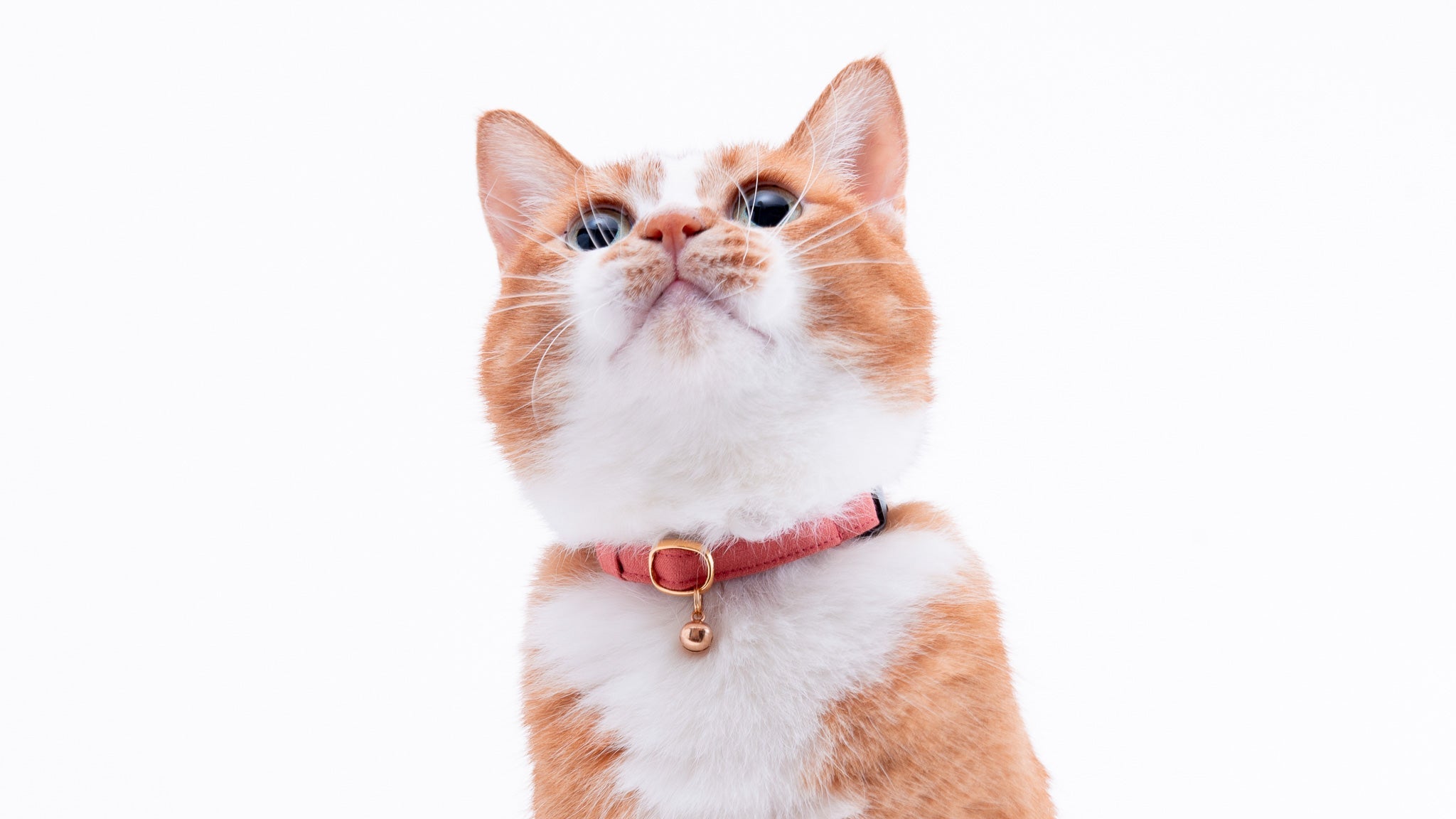 猫首輪に鈴を付けるメリットとデメリットとは？