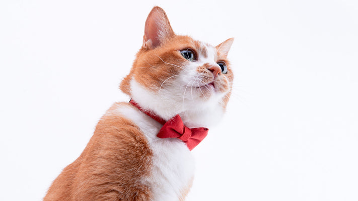 完全室内飼いの猫に首輪は必要？メリット・デメリットを徹底比較