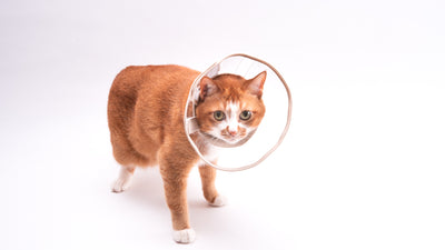 猫にエリザベスカラーは必要？使い方と嫌がるときの対処法とは