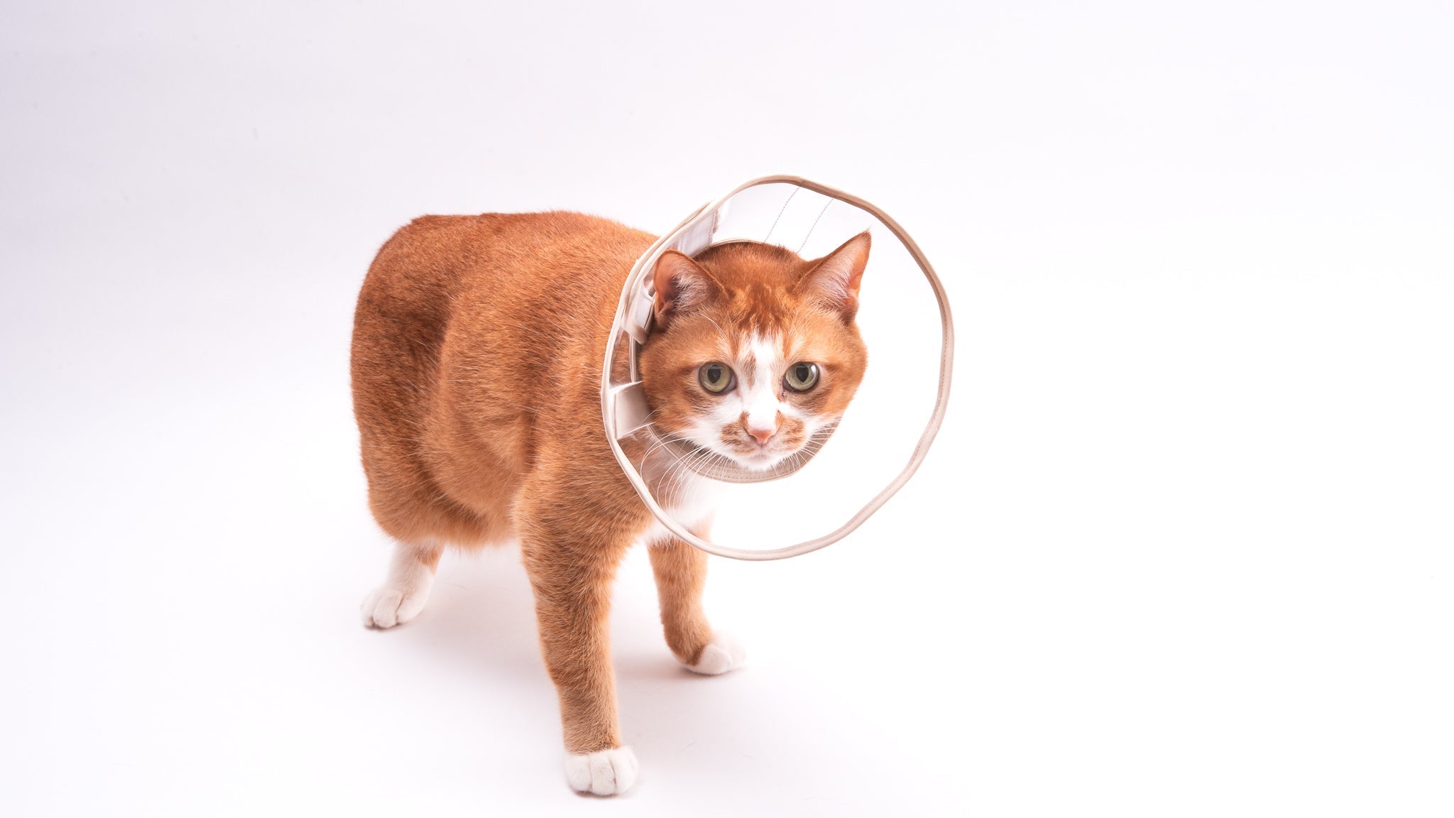 猫にエリザベスカラーは必要？使い方と嫌がるときの対処法とは