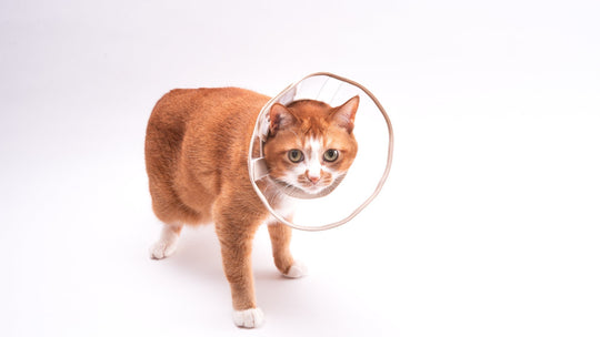 猫にエリザベスカラーは必要？使い方と嫌がるときの対処法とは