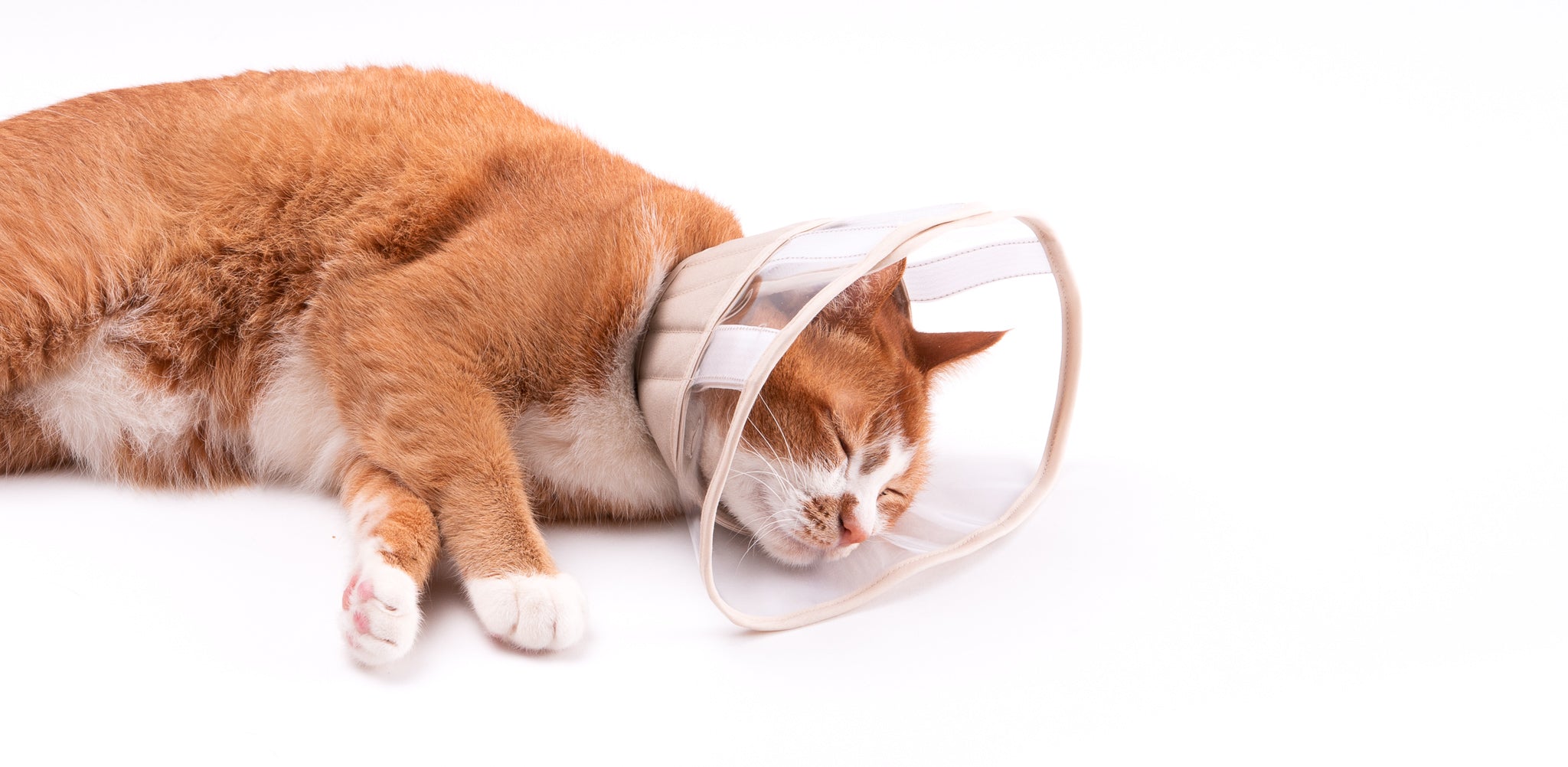 【新商品】軽くて柔らかい猫用エリザベスカラーができました！