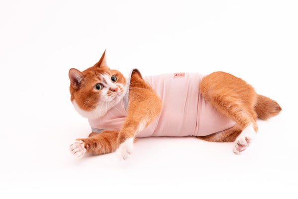 猫にロンパースやカバーオールが必要な理由とおすすめ猫服のご紹介