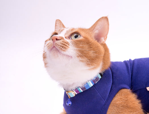 ストレスフリーな猫首輪を選ぼう！3つの大切なこと