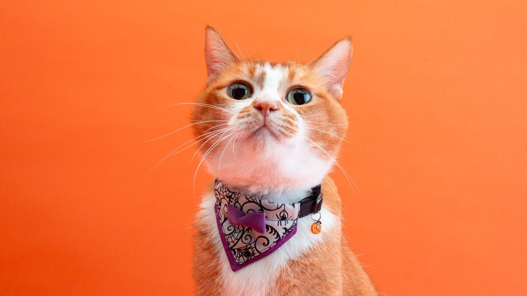 【新商品】ハロウィンパーティーがテーマの猫首輪ができました！