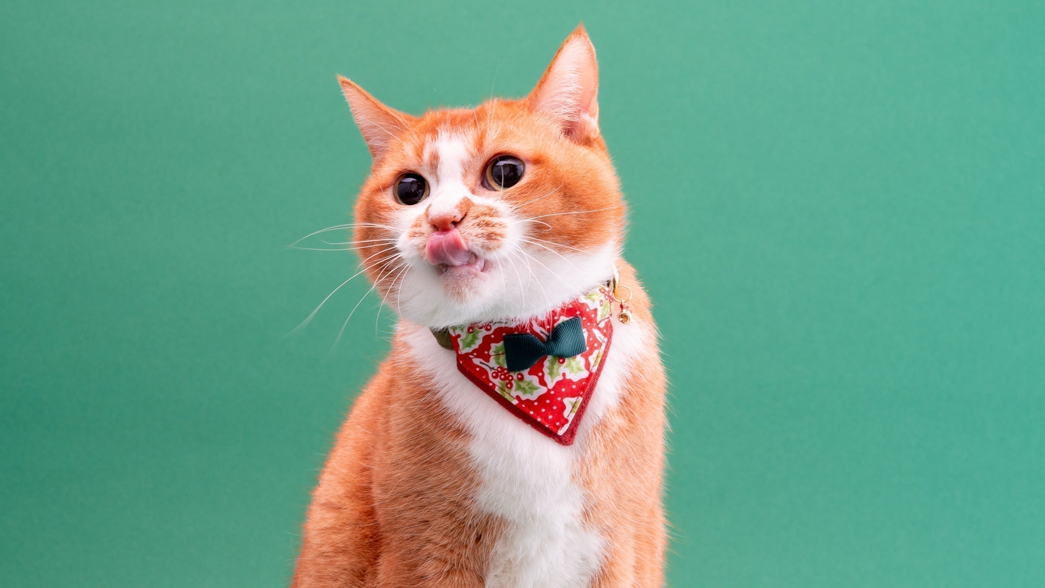 【新商品】おしゃれなバンダナデザインのクリスマス猫首輪ができました！