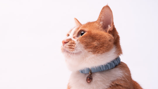 猫首輪を長持ちさせるコツって？４つのコツをご紹介！