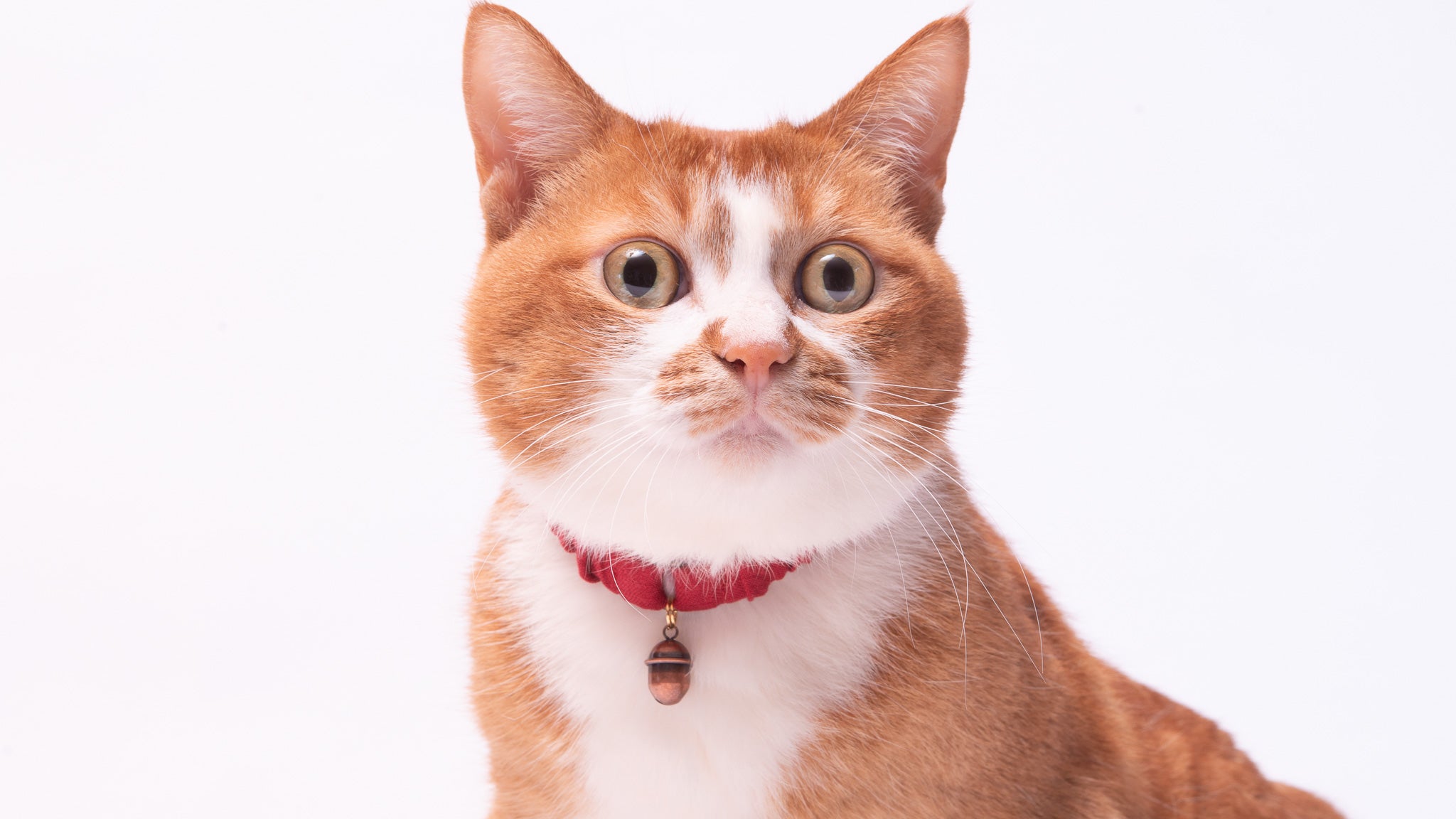 【新商品】シュシュ猫首輪のラインナップを一新！LLサイズも仲間入り！