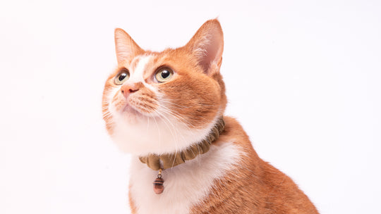 【新商品】リネン素材のシュシュ猫首輪ができました