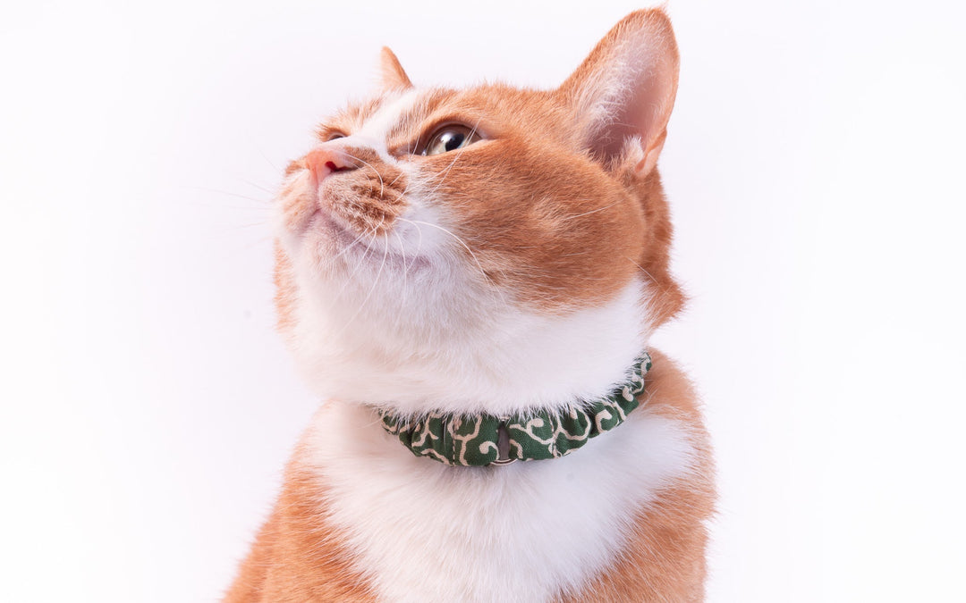 失敗したくないファースト猫首輪。シュシュ猫首輪なら子猫も安心♪