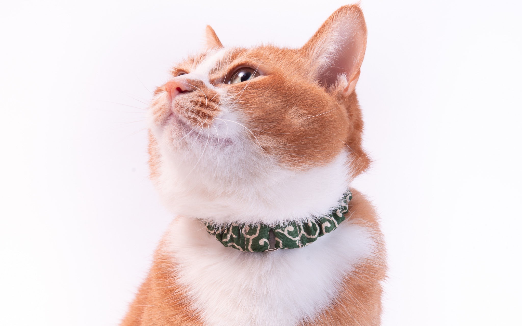 失敗したくないファースト猫首輪。シュシュ猫首輪なら子猫も安心♪