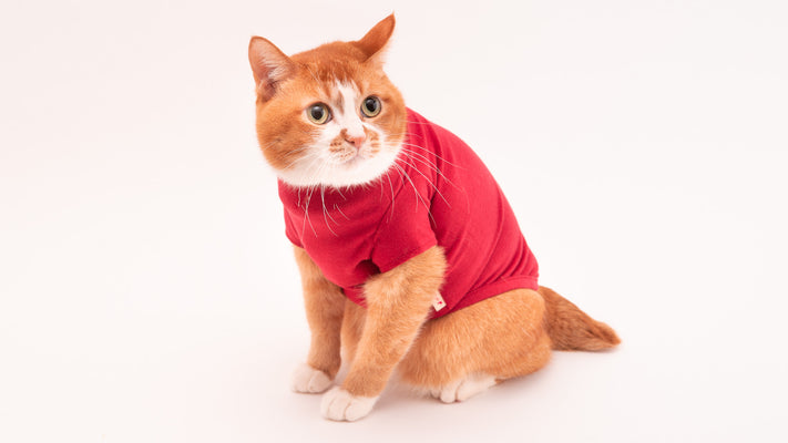 猫に優しい猫服 キャットウォームが必要な猫ちゃんとは？