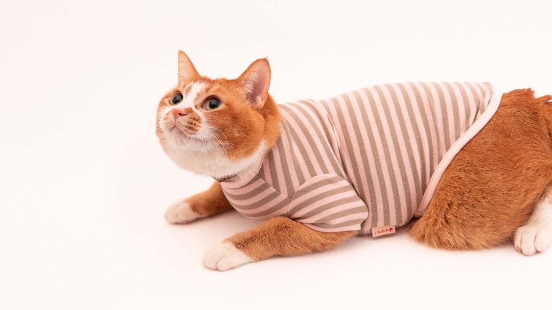 猫が服を嫌がる！猫に猫服を慣れてもらう方法とは