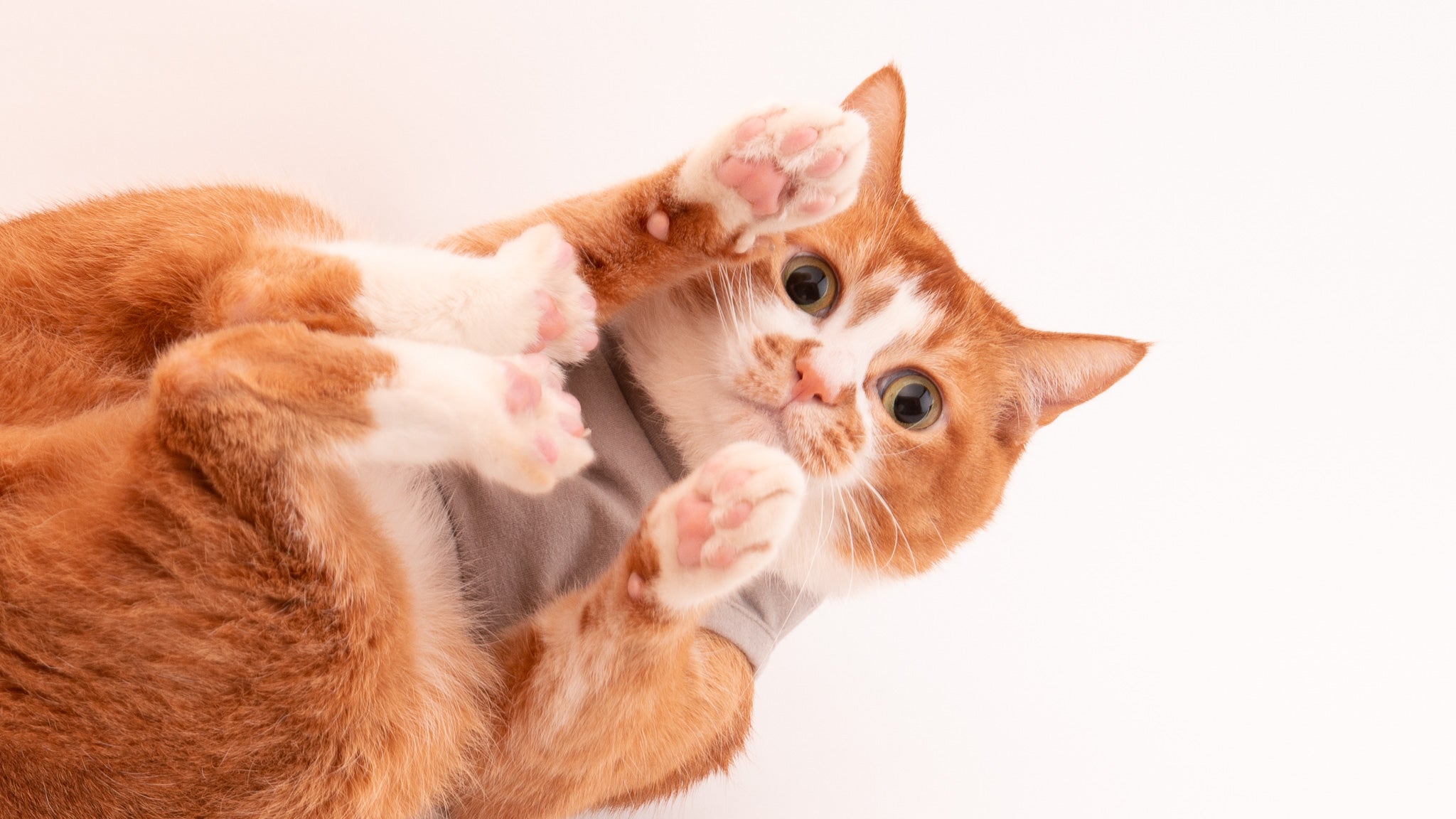 愛猫の秋冬スタイルに欠かせない猫服「防寒キャットウォーム」がすごいワケ