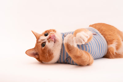 【新商品】猫に優しい猫服　キャットウォームが新しくなりました！