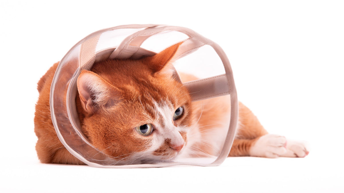 猫にエリザベスカラーは必要？使い方と嫌がるときの対処法とは