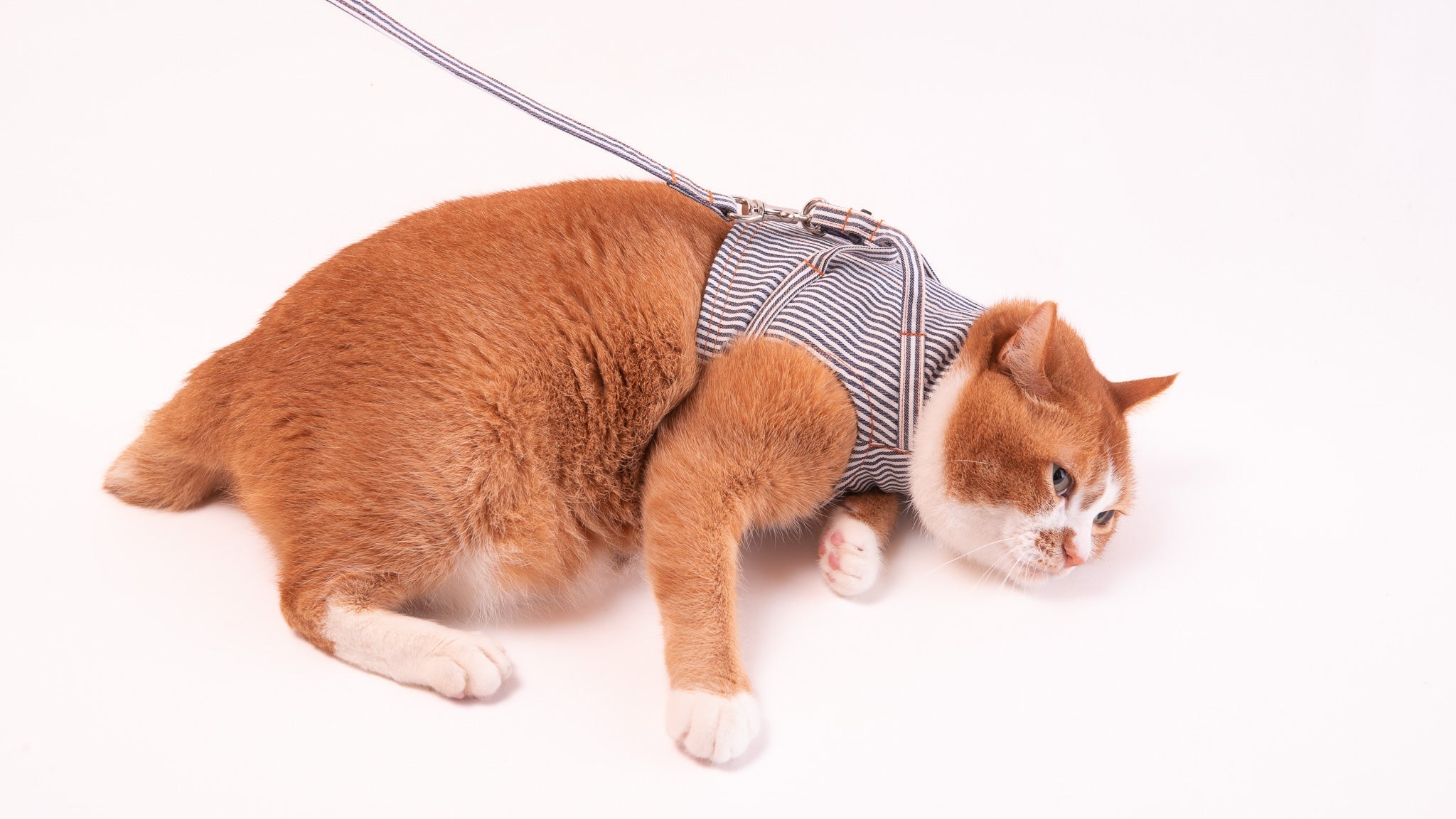 「ハーネスを着けると固まる」猫ちゃんへ。ストレスフリーな素材の選び方と自宅でできる3ステップ練習法