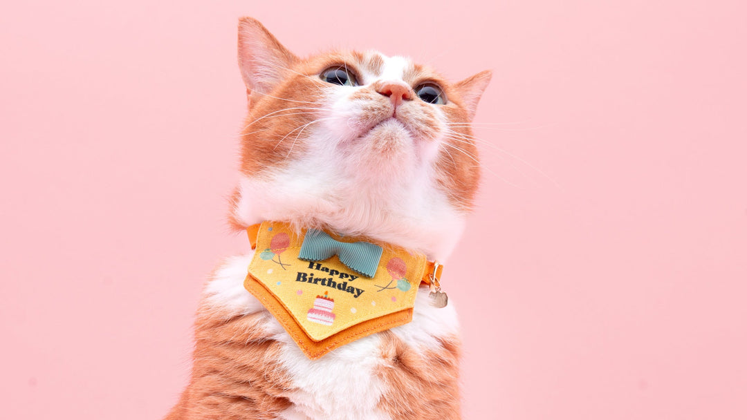 【新商品】出会えた喜びも、健やかな成長も。愛猫に想いを贈る「ハレノヒ猫首輪」ができました。