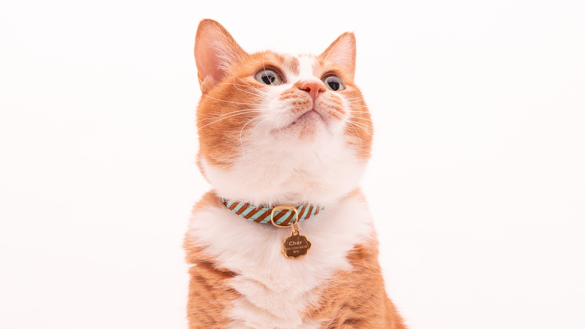 【新モデル】猫用迷子札オールメタルが新しくなりました！