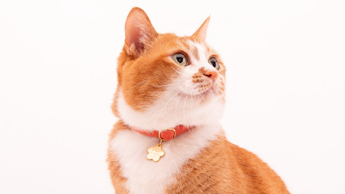 猫の首輪の適正サイズは、ゆるめ？きつめ？サイズ感の重要性