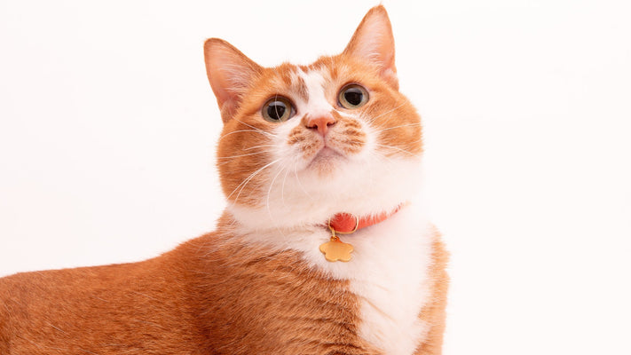 猫に猫首輪が必要な理由とは？【デメリットとその対策】