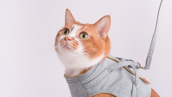 そのハーネス、すり抜けませんか？猫の脱走を防ぐ「ベスト型」のメリットと失敗しないサイズの測り方