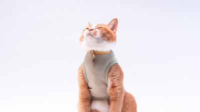 【新商品】きっと着たくなる！猫に優しい猫服　MUJIコットンTが新登場！