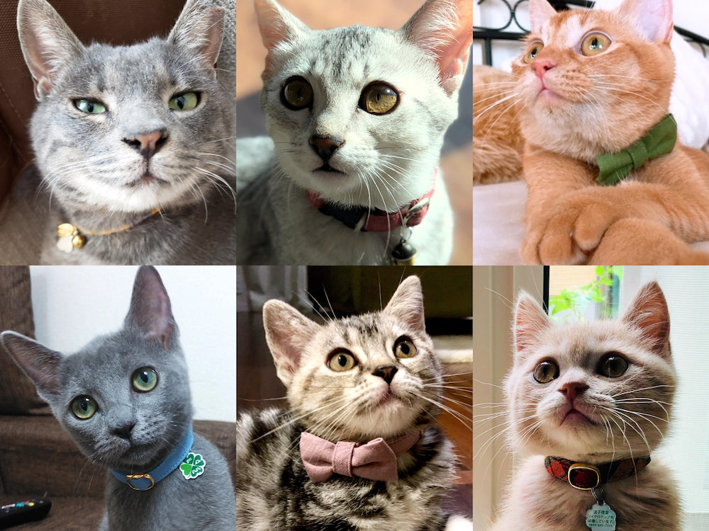 迷ったらコレ！ぽぽねこの猫首輪の選び方