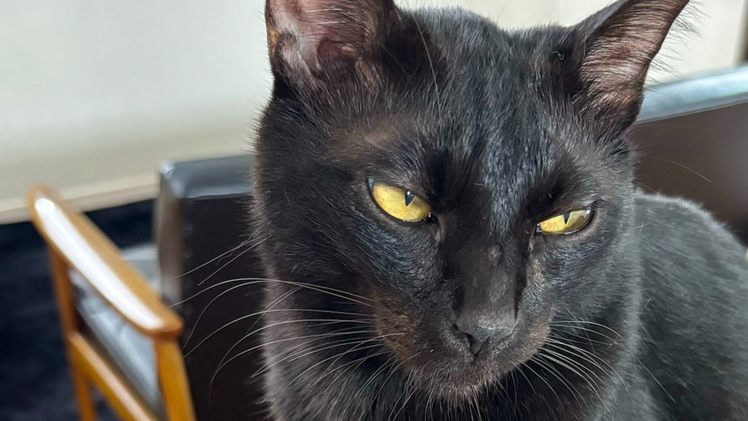【愛猫バカ一代】自由奔放と見せかけて愛情と執着の深い我が家の黒猫