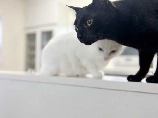 【猫と偉人たち】小さな友にちょっと偉そうな敬意を