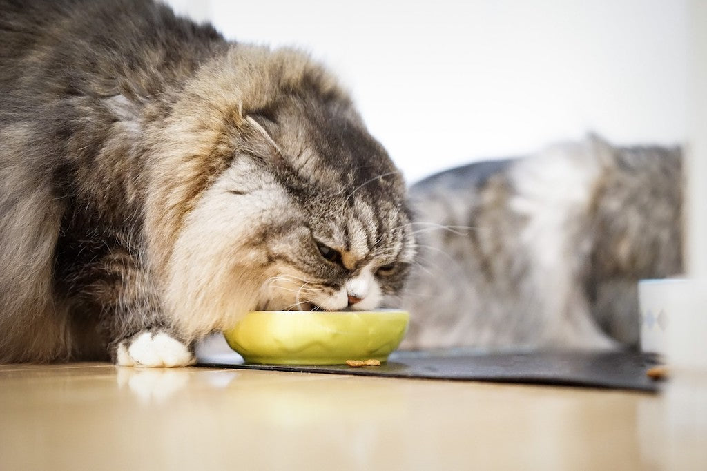 猫の吐き戻し軽減フードって何？その特徴と選び方
