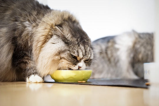 猫の吐き戻し軽減フードって何？その特徴と選び方